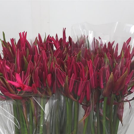 Nerine Elegance Early Red