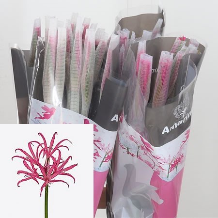 Nerine Elegance Minerva