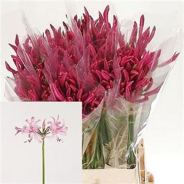 Nerine Favoriet