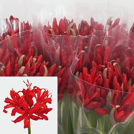 Nerine Lydia