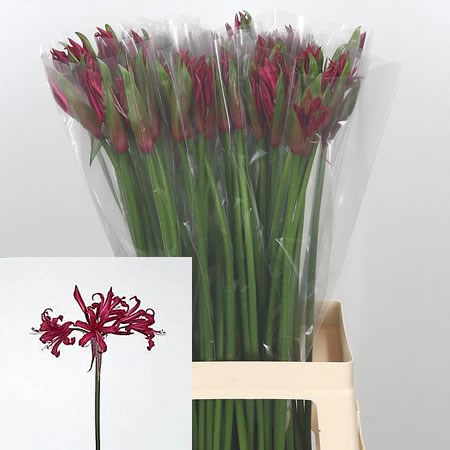 Nerine Mr John