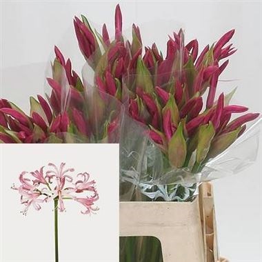 Nerine Ras Van Roon