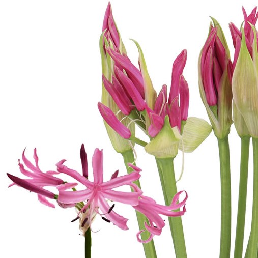Nerine Ras van Roon