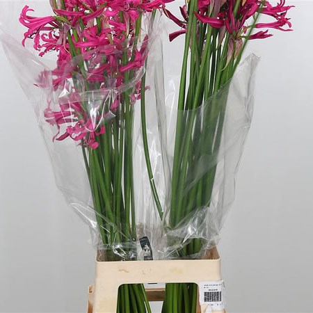 Nerine Sanne Artistique