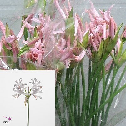Nerine Sofie