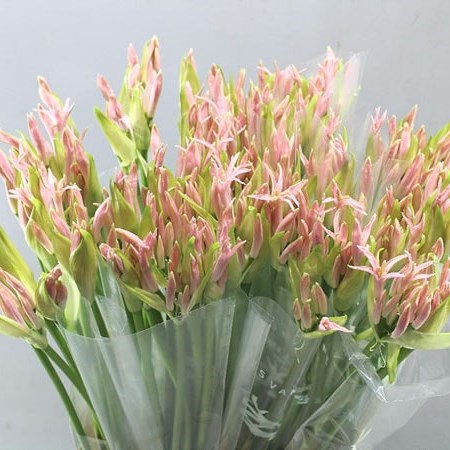 Nerine Vesta K