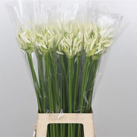 Nerine White Charm