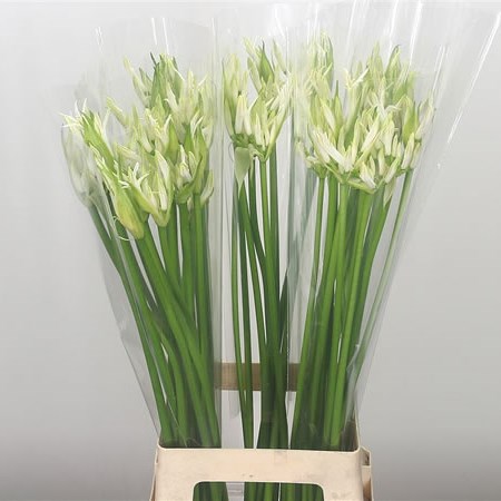 Nerine White Wonder (Extra)