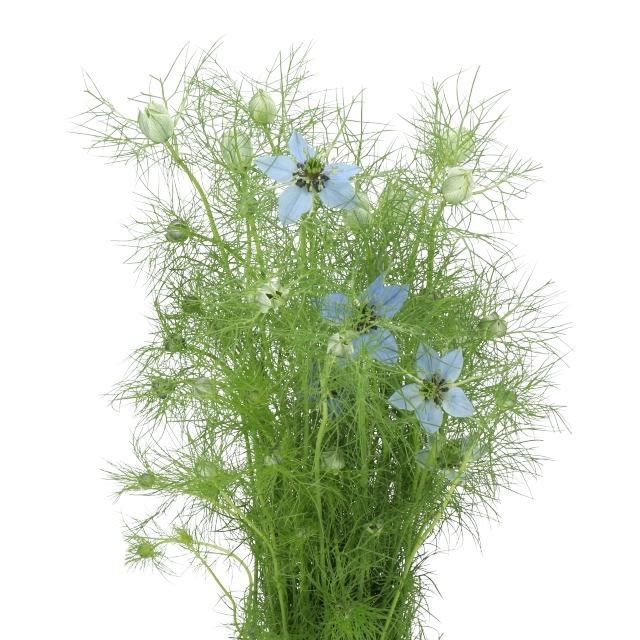 Nigella Blue