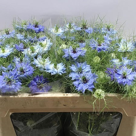 Nigella Damascena Blue