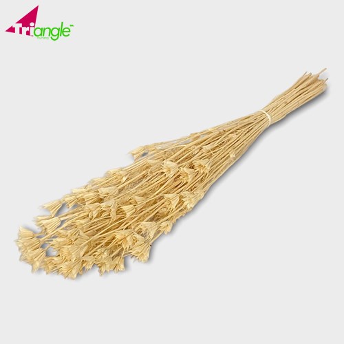 Nigella Orientalis Bleached & Dried Dried & Preserved Flowers