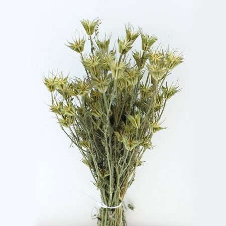Nigella Orientalis (Dried)