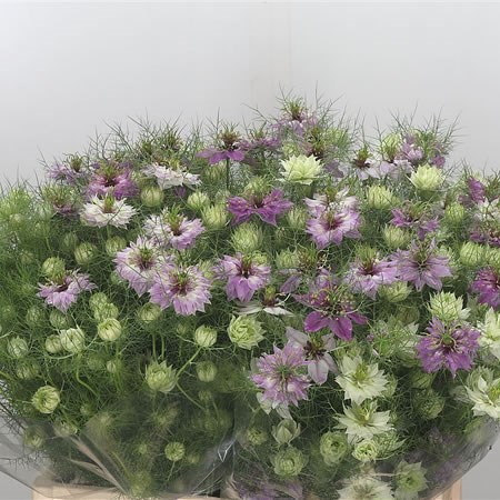 Nigella Pink