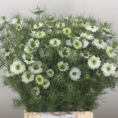 Nigella White