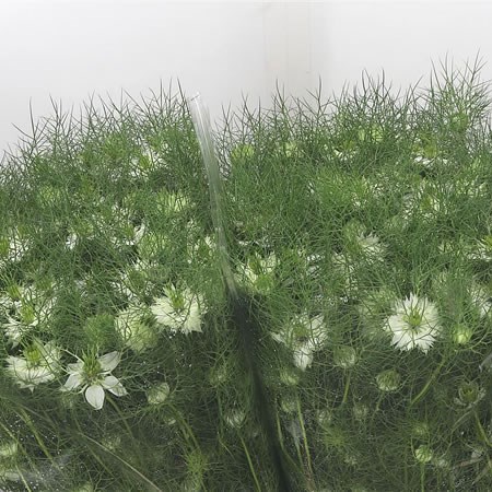 Nigella White