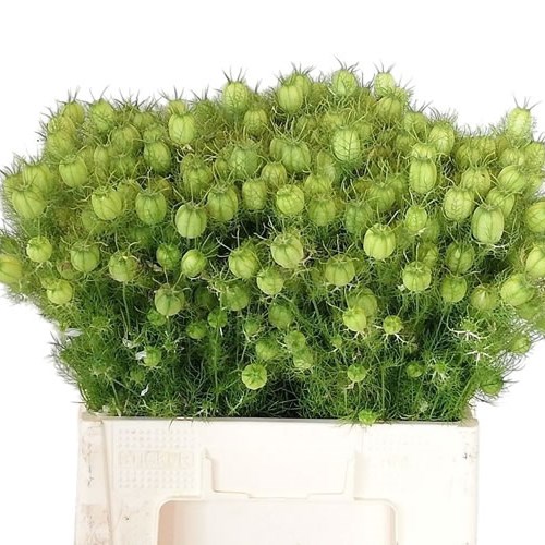 Nigella in Green Bud