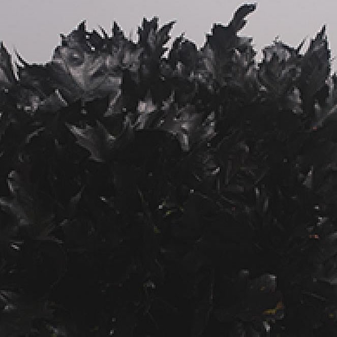 OAK LEAVES DYED BLACK