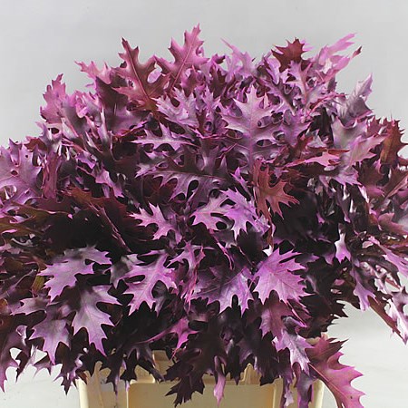 OAK LEAVES DYED CERISE (SMALL)