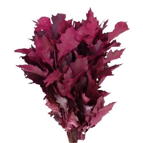 OAK LEAVES DYED FROST CERISE