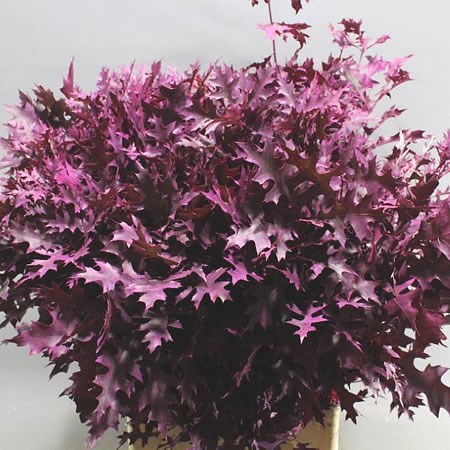 OAK LEAVES DYED FROST CERISE