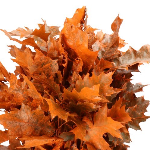 OAK LEAVES DYED ORANGE