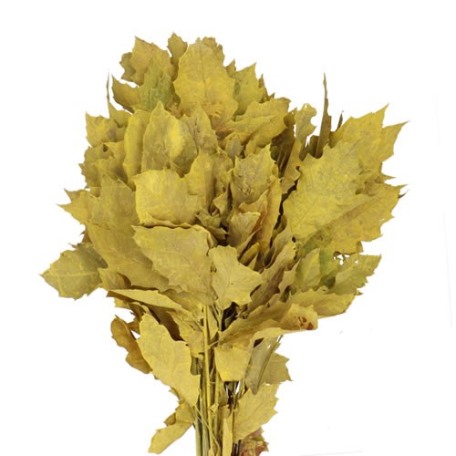 OAK LEAVES DYED YELLOW