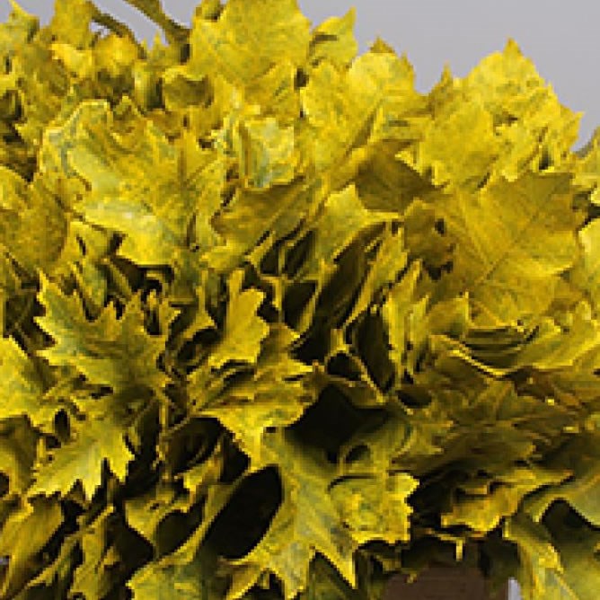 OAK LEAVES DYED YELLOW