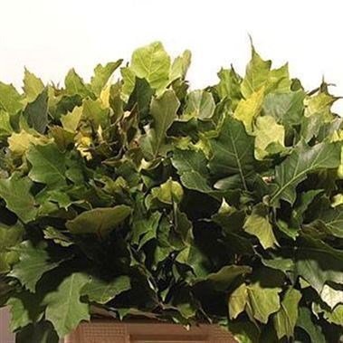OAK LEAVES GREEN