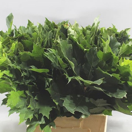 OAK LEAVES GREEN XXL