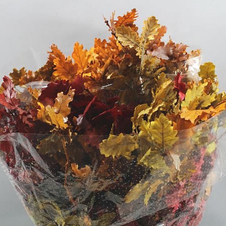 OAK LEAVES PRESERVED AUTUMN