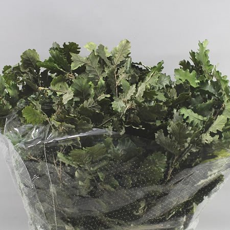 OAK LEAVES PRESERVED NATURAL