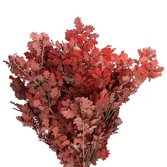 OAK LEAVES PRESERVED RED