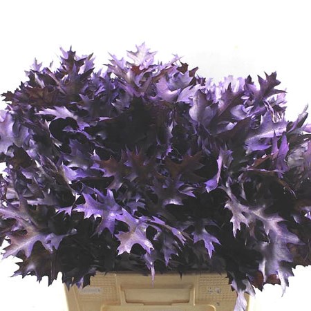 OAKLEAVES DYED DARK PURPLE (SMALL)