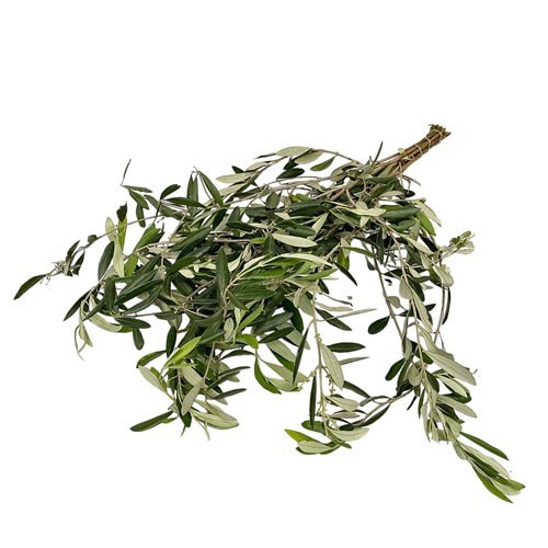 OLIVE BRANCHES