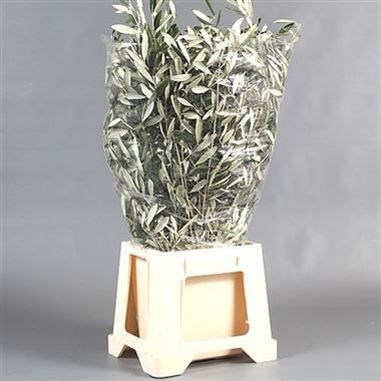OLIVE BRANCHES
