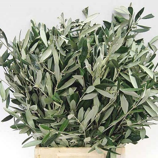 OLIVE EUROPAEA
