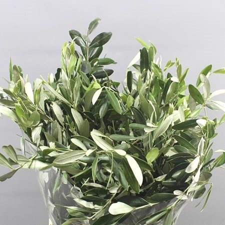 OLIVE LEAVES EUROPAEA