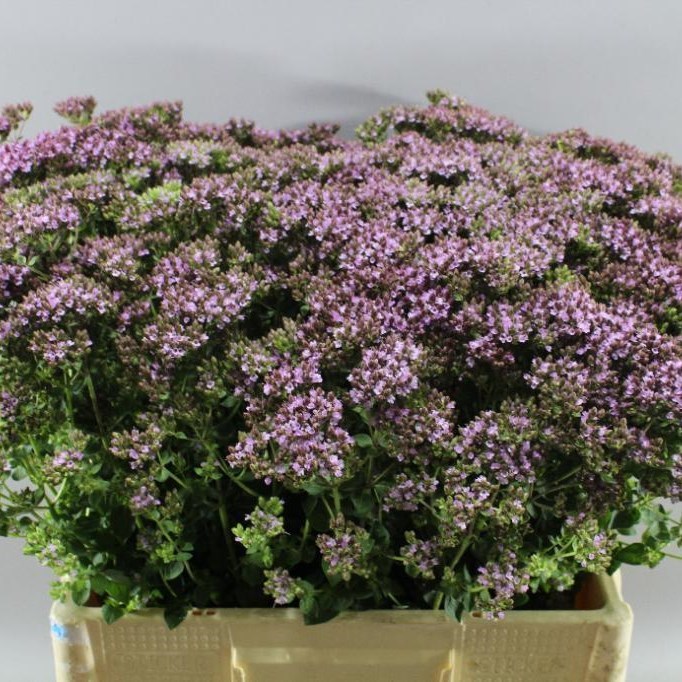 ORIGANUM CHARM PURPLE