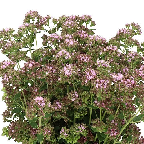 ORIGANUM ROSE CHARM