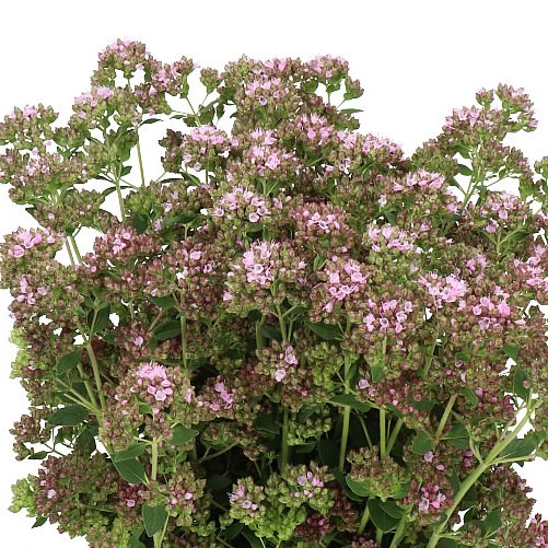 ORIGANUM ROSE CHARM