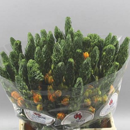 ORNITHOGALUM BIG STAR