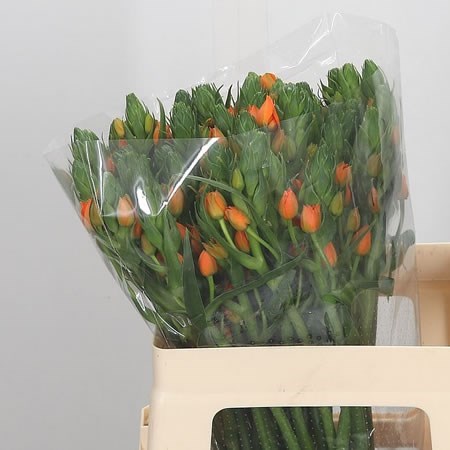 ORNITHOGALUM DUBIUM ORANGE FIRE