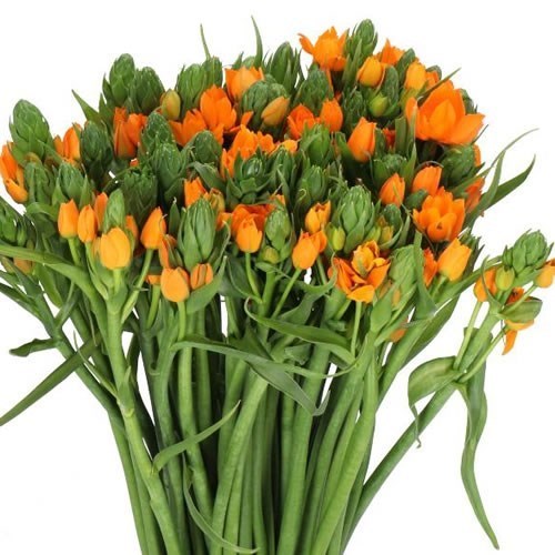 ORNITHOGALUM DUBIUM ORANGE FIRE
