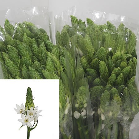 ORNITHOGALUM GOBLIN