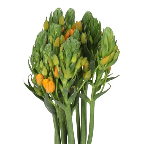 ORNITHOGALUM SUNRAY