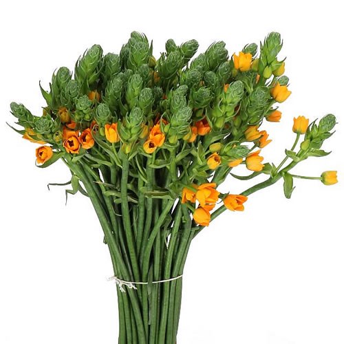 ORNITHOGALUM SUPER STAR