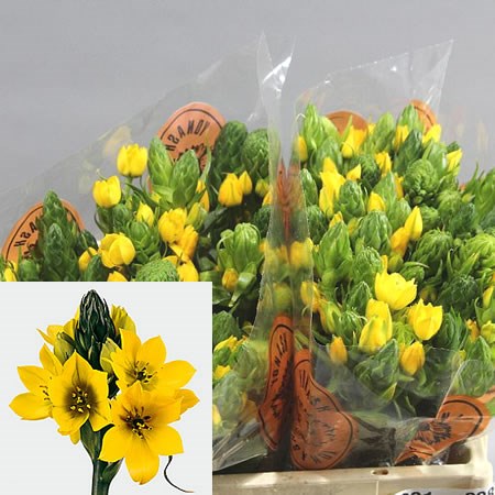 ORNITHOGALUM YELLOW ASA