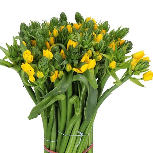 ORNITHOGALUM YELLOW ASA
