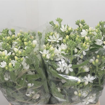 OXYPETALUM  BRIDAL GRACE