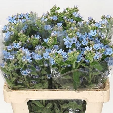 OXYPETALUM COERULEUM